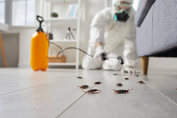 Post-Treatment Bed Bug Interceptor Monitoring in Mesa del Caballo